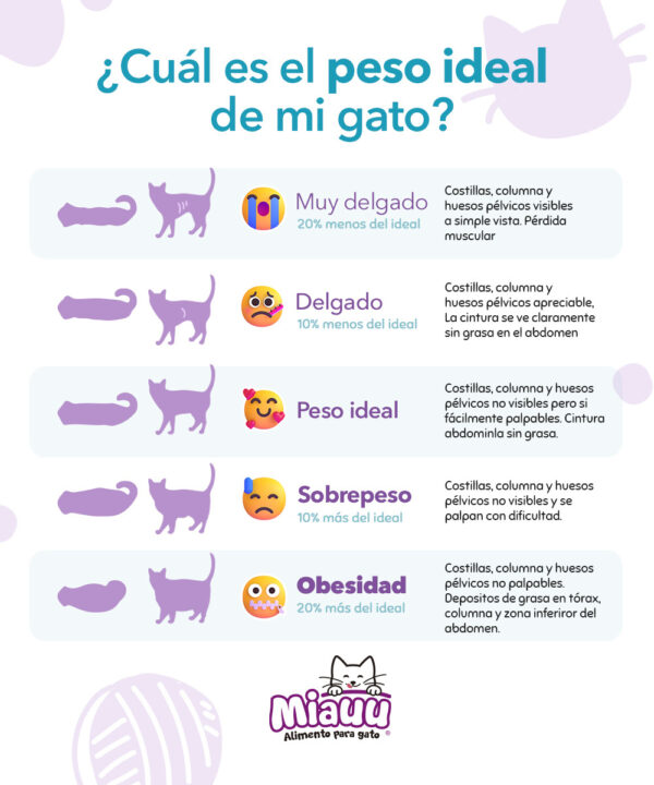 Cúal es el peso ideal de mi gato